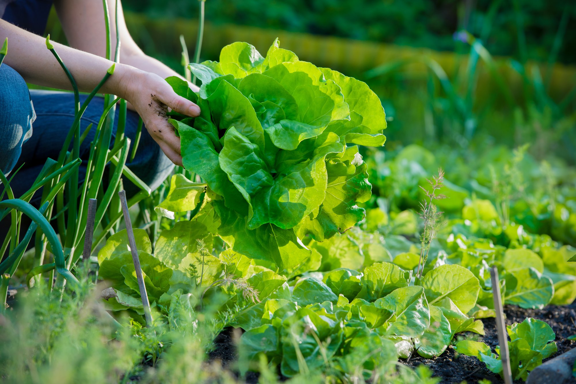 The Ultimate Guide to Starting a Community Garden