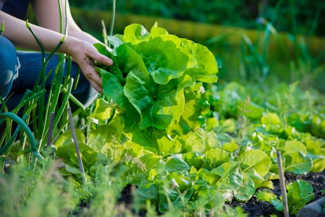 A person wearing jeans and a t-shirt is picking up a head of lettuce from a green garden.